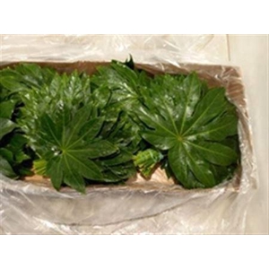 Fatsia Japonica Blad