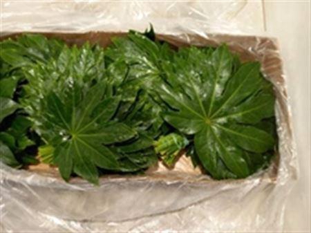 <h4>Fatsia Japonica Blad</h4>