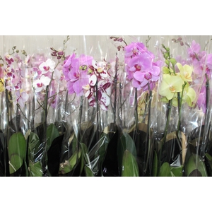 PHALAENOPSIS P12 2 HT PREMIUM
