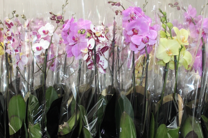 <h4>PHALAENOPSIS P12 2 HT PREMIUM</h4>