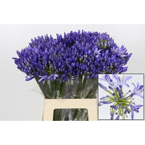 AGAP EYFORI BLUE