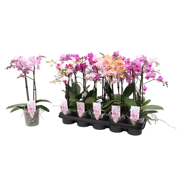 <h4>Phal. Multiflora 2-tak mix 30+ bloem</h4>