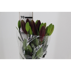LIRIO ASIATICO VERMELHO 070 CM HT 2/4 FLS