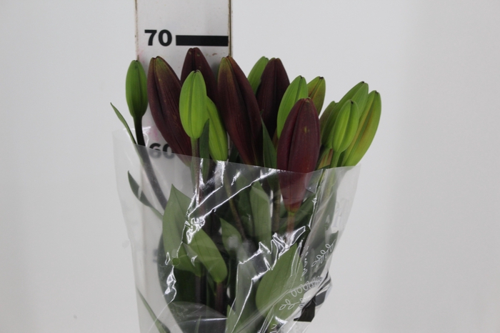 <h4>LIRIO ASIATICO VERMELHO 070 CM HT 2/4 FLS</h4>