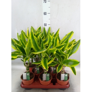 Dracaena frag. 'Golden King'