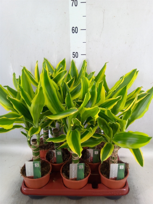 <h4>Dracaena frag. 'Golden King'</h4>