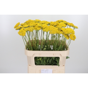 Achillea Overig