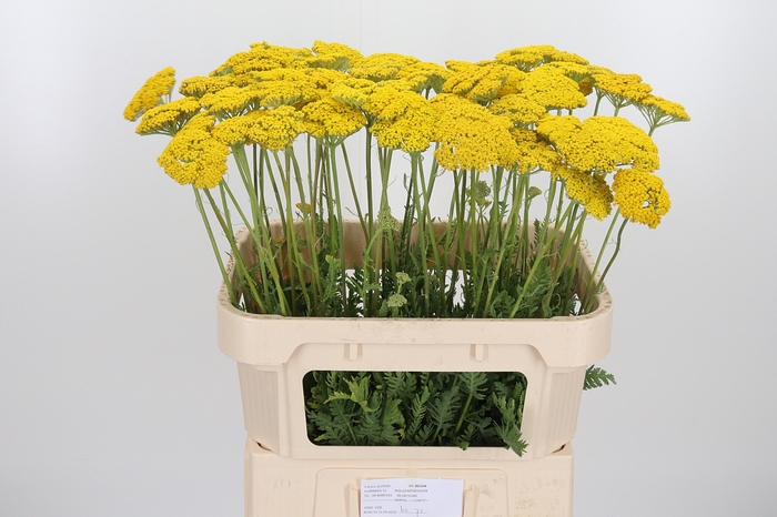 <h4>Achillea Overig</h4>