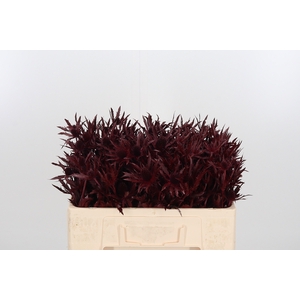 Eryn Orion Kl Bh Bordeaux