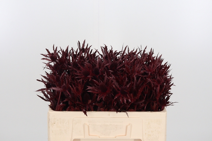 <h4>Eryn Orion Kl Bh Bordeaux</h4>