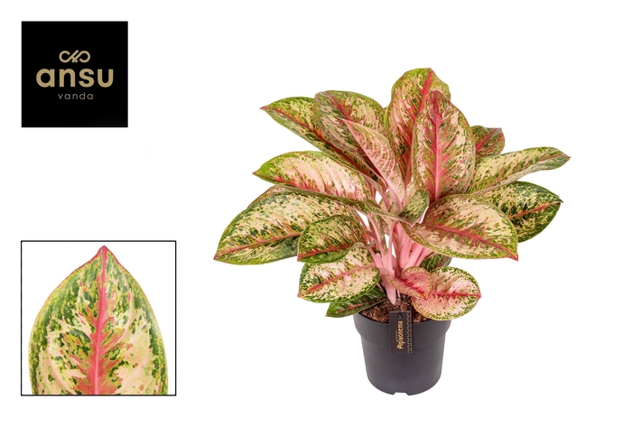 <h4>Aglaonema Painted Celebration</h4>