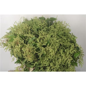 Ligusterberry Per Bunch