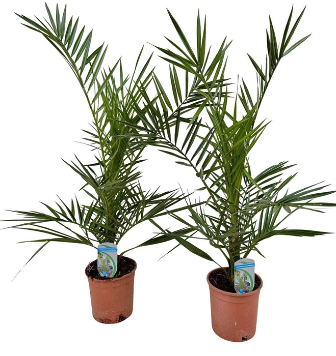 <h4>Phoenix canariensis</h4>