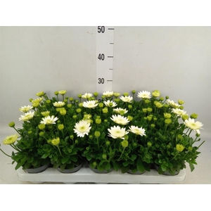 Osteospermum  '3D White'