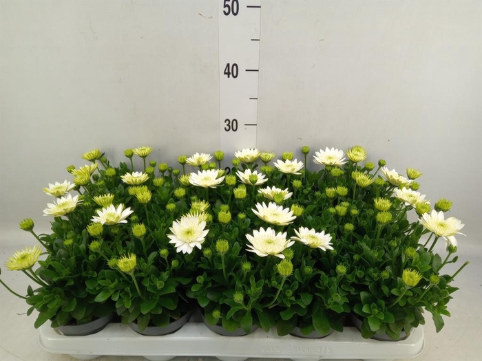 <h4>Osteospermum  '3D White'</h4>