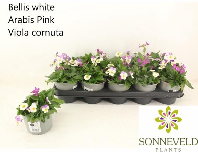 <h4>PERKPL TOEF 3 KL</h4>