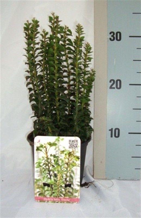 <h4>Hedera helix 'Erecta'</h4>