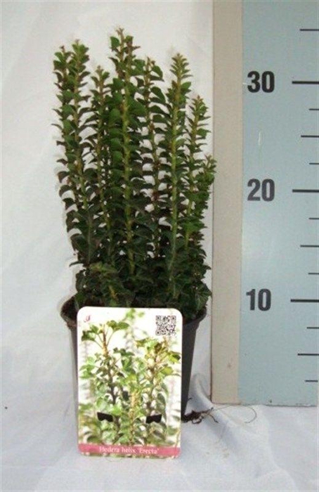 <h4>Hedera helix 'Erecta'</h4>