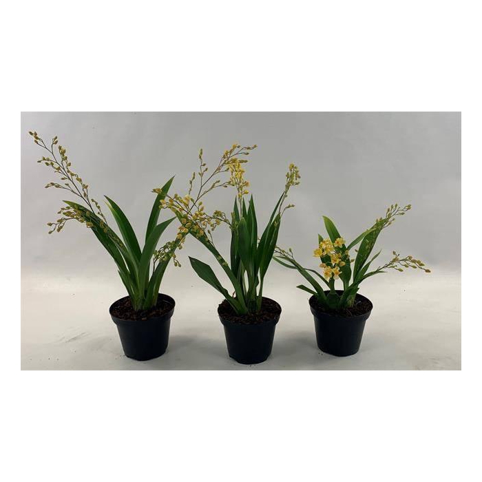 <h4>Oncidium Ov</h4>