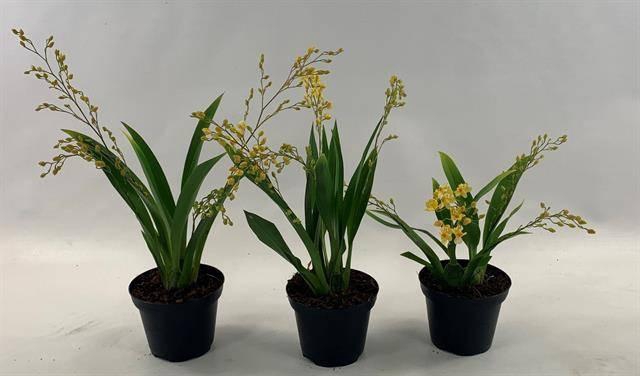 Oncidium Ov