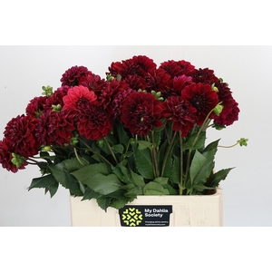 Dahlia Cognac Brandy
