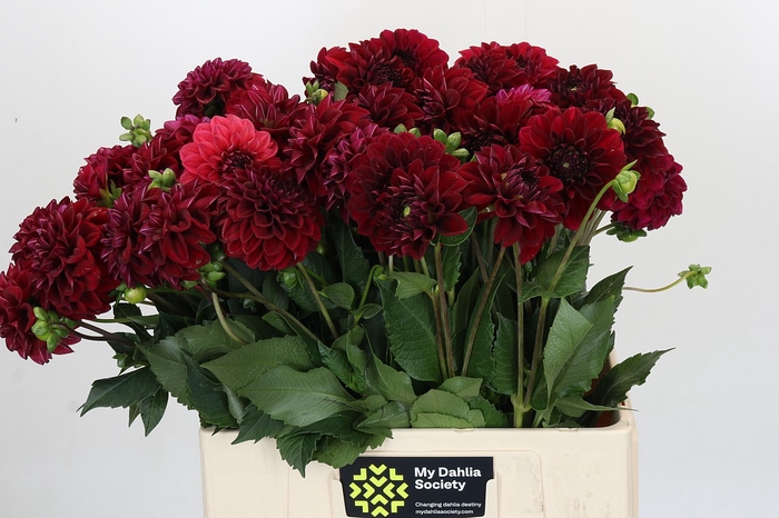 Dahlia Cognac Brandy