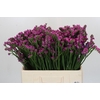 Limonium sinuatum Rosa Sun Birds