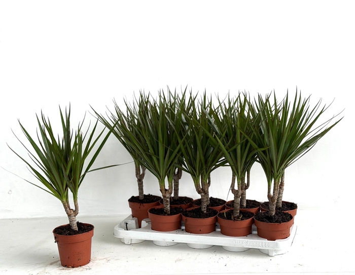 <h4>DRA MARGINATA</h4>