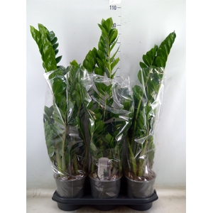 Zamioculcas zamiifolia