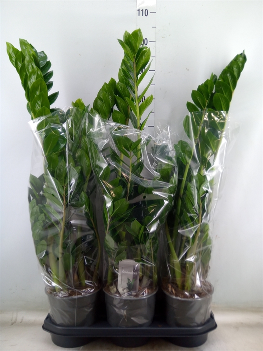 <h4>Zamioculcas zamiifolia</h4>