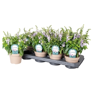 Angelonia  'Serena Purple'