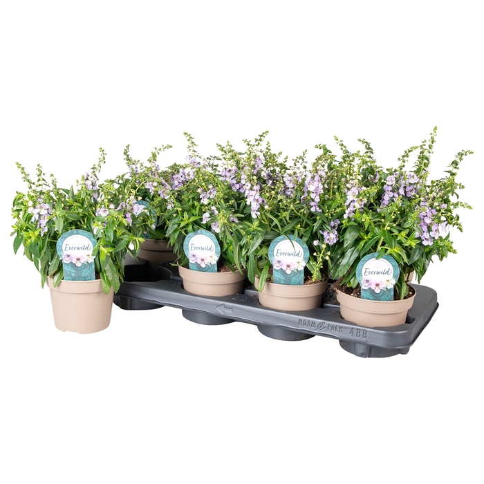 <h4>Angelonia  'Serena Purple'</h4>