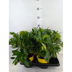 Citrus meyeri 'Meyer'