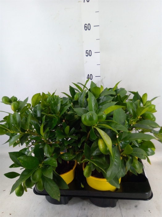 <h4>Citrus meyeri 'Meyer'</h4>