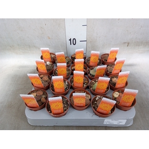 Lithops spp.