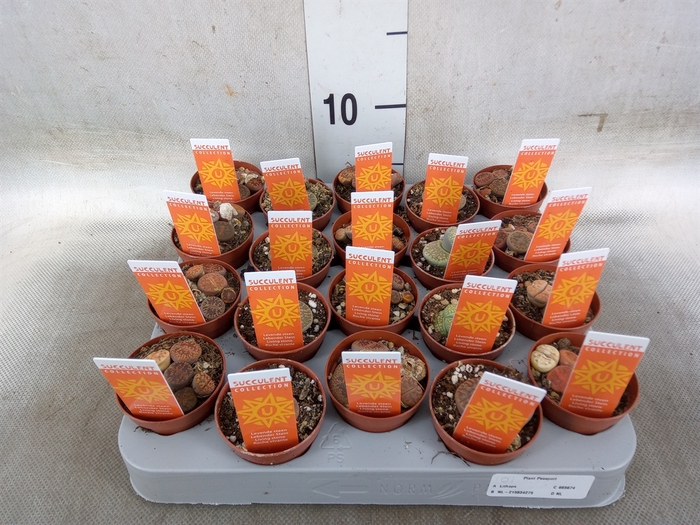 <h4>Lithops spp.</h4>
