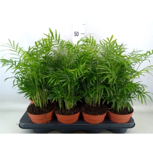 Chamaedorea elegans