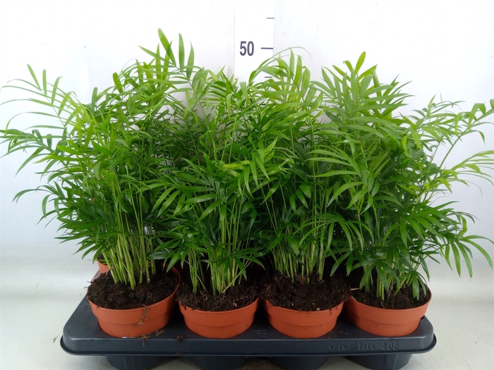 <h4>Chamaedorea elegans</h4>