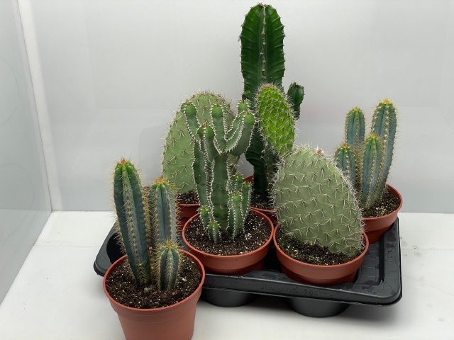 <h4>CACTUS GEM</h4>