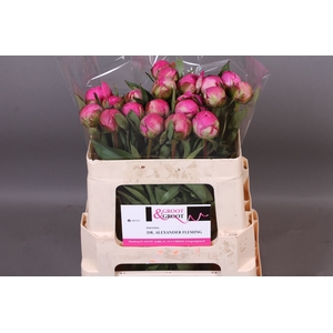 Paeonia Dr. Alexander Fleming