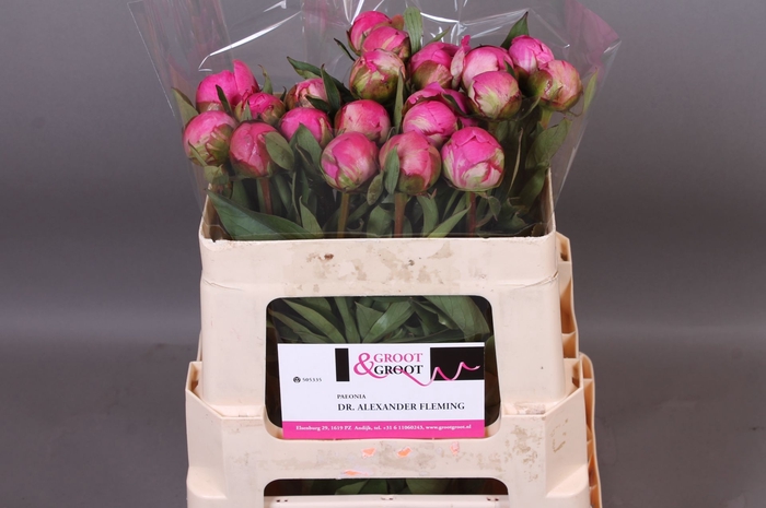<h4>Paeonia Dr. Alexander Fleming</h4>