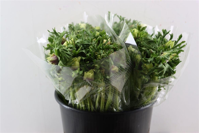 <h4>Anem Marianne Mixed</h4>