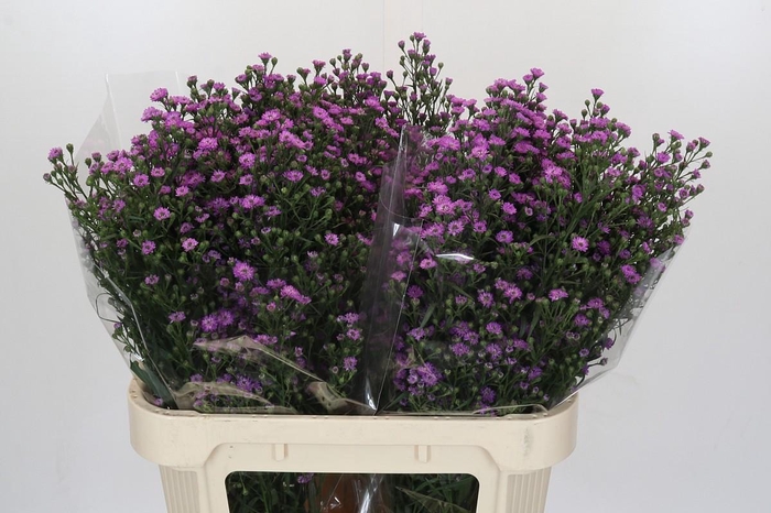 <h4>Aster Baby Pink</h4>