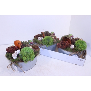 ARR SEMPERVIVUM