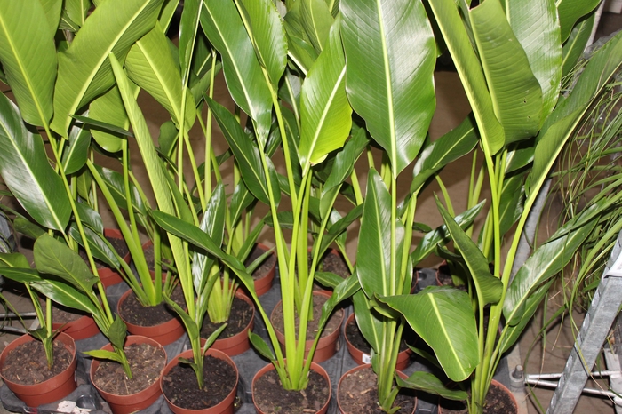 <h4>RAVENALA P17</h4>