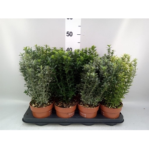 Euonymus japon.   ...mix