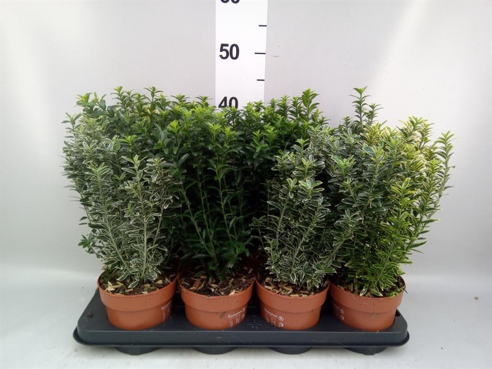 <h4>Euonymus japon.   ...mix</h4>