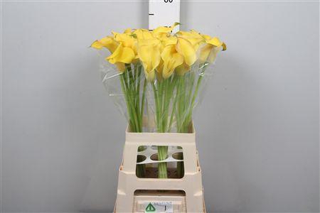 <h4>Zant Ov Zanzi Geel</h4>