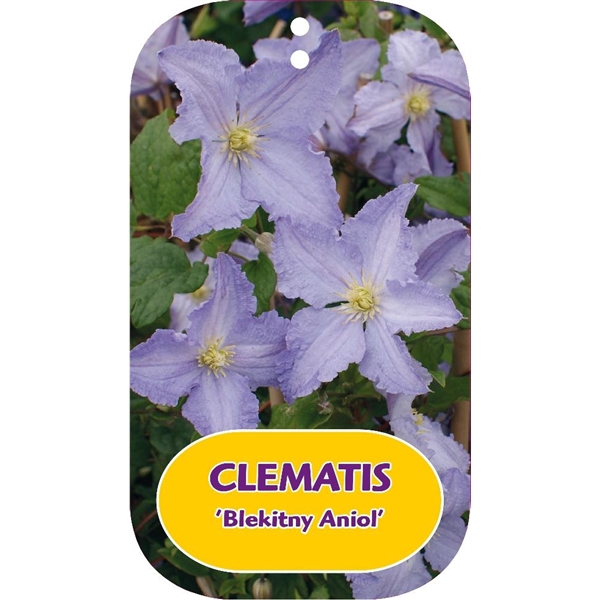 <h4>Clematis 'Blekitny Aniol'</h4>