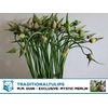 Allium Mystic Merlin